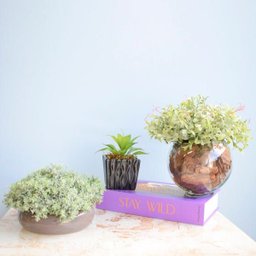 Arranjo de Suculenta Artificial no Vaso de Cerâmica Preto | Formosinha - 3