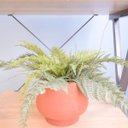 Ver imagem 2 de Arranjo de Samambaia Toque Real no Vaso Cumbuca Terracota P