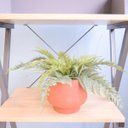 Ver imagem 4 de Arranjo de Samambaia Toque Real no Vaso Cumbuca Terracota P