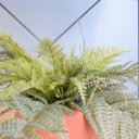 Ver imagem 6 de Arranjo de Samambaia Toque Real no Vaso Cumbuca Terracota P