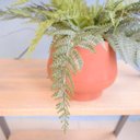 Ver imagem 5 de Arranjo de Samambaia Toque Real no Vaso Cumbuca Terracota P