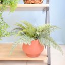 Ver imagem 1 de Arranjo de Samambaia Toque Real no Vaso Cumbuca Terracota P