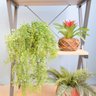 Arranjo de Folhagem Pendente Artificial No Vaso Cumbuca Cinza - 5