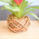 Ver imagem 4 de Arranjo de Flor Artificial Bromélia Vermelha no Vaso de Cerâmica Com Cipó