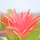 Ver imagem 5 de Arranjo de Flor Artificial Bromélia Vermelha no Vaso de Cerâmica Com Cipó