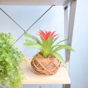 Ver imagem 3 de Arranjo de Flor Artificial Bromélia Vermelha no Vaso de Cerâmica Com Cipó