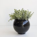 Ver imagem 1 de Arranjo de Folhagem Eucalipto Artificial no Vaso de Vidro Preto |linha Permanente Formosinha