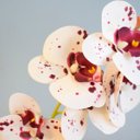 Ver imagem 2 de Arranjo de Flor Artificial Orquídea Tigre de Silicone No Vaso de Vidro Preto Fosco| Linha