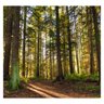 Papel de Parede Paisagem Floresta Natureza Sala Painel - 065pcp - 2