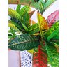 Planta Artificial Árvore CROTON ESTILÉ 1,25 metros de altura - 3