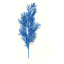 Ver imagem 1 de Galho Decorativo Azul – 80cm