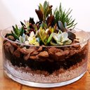 Ver imagem 2 de Vaso Redondo Floreira Terrario Cilindro em Vidro Suculentas, Arranjos 24x20cm