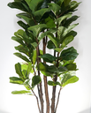 Ver imagem 2 de Arvore Planta Ficus Lyrata 180cm Galhos Grande Premium Verde