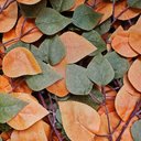 Ver imagem 5 de Ficus Outono Figueira Artificial Grande sem Vaso