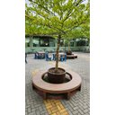 Ver imagem 4 de Banco Circular (Anel) para Jardins e Árvores
