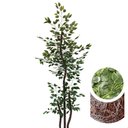 Ver imagem 1 de Arvore Artificial Ficus Verde Figueira Lyrata Grande sem Vaso Decorativo