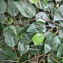 Ver imagem 5 de Arvore Artificial Ficus Verde Figueira Lyrata Grande sem Vaso Decorativo