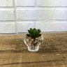 MINI VASO DE VIDRO COM SUCULENTA - MOD B - 1