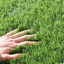 Ver mais imagens de Grama Sintética Artificial 30mm com Proteção Uv e Anti-fungo 2,00 X 2,00m (4m²)