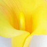 Planta Copo De Leite Amarelo Artificial Permanente 70x10cm - 4
