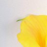 Planta Copo De Leite Amarelo Artificial Permanente 70x10cm - 5