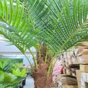 Ver imagem 3 de Palmeira Phoenix Artificial Planta Decoração Coqueiro 190cm