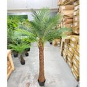 Ver imagem 6 de Palmeira Phoenix Artificial Planta Decoração Coqueiro 190cm