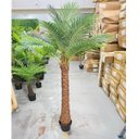 Ver imagem 2 de Palmeira Phoenix Artificial Planta Decoração Coqueiro 190cm
