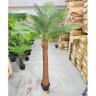 Palmeira Phoenix Artificial Planta Decoração Coqueiro 190cm - 2