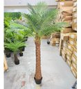 Ver imagem 2 de Palmeira Phoenix Artificial Planta Decoração Coqueiro 190cm