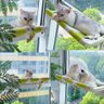 Cama Suspensa Janela Gato Pet Luxo Veludo Confortavel Rede Descanso Visao Panoramica Caminha Anti Es - 5