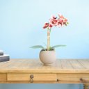 Ver imagem 4 de Arranjo de Flor Artificial Orquídea Coral no Vaso de Vidro Fendi Fosco | Linha Permanente