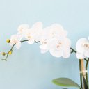 Ver imagem 4 de Arranjo de Orquídeas Brancas de Silicone no Vaso de Vidro Preto Fosco Médio | Linha Permanente