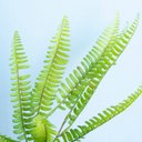 Ver imagem 7 de Buque de Samambaia Artificial |Linha Permanente Formosinha