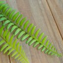 Ver imagem 6 de Buque de Samambaia Artificial |Linha Permanente Formosinha