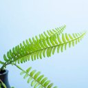 Ver imagem 3 de Buque de Samambaia Artificial |Linha Permanente Formosinha