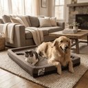 Ver imagem 6 de Colchão Box Pet Foam Probel Marrom:G