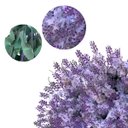Ver imagem 1 de Kit 8 Lavanda Artificial Branca para Vasos, Centros de Mesa e Ambientes Elegantes