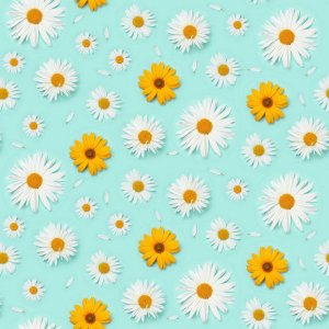 Papel Parede Adesivo Floral Margarida Girassol Cozinha 3m