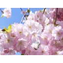 Ver imagem 2 de Papel de Parede Flores Floral Flor Natural 3d Nfl237