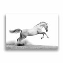 Ver imagem 3 de Quadro Decorativo Cavalo Weiss 60X40Cm Slim Amadeirada B002