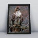 Ver imagem 1 de Quadros Decorativos Aves Decoração Sala Quarto Diversos:9