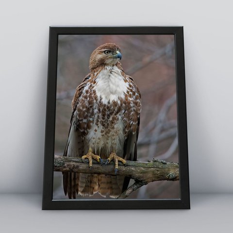 Quadros Decorativos Aves Decoração Sala Quarto Diversos:9