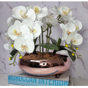 Ver imagem 1 de Arranjo Com 4 Orquídeas Branca Vaso Rose 28cm