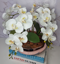 Ver imagem 2 de Arranjo Com 4 Orquídeas Branca Vaso Rose 28cm
