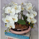 Ver imagem 3 de Arranjo Com 4 Orquídeas Branca Vaso Rose 28cm