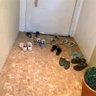 Sapateira Em Madeira Para Organizar Sapatos Cor Imbuia - 7