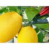 Tesoura Okatsune Curva 301/162mm para Colher Frutas e Vegetais - 6