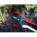 Ver imagem 7 de Tesoura Okatsune Curva 301/162mm para Colher Frutas e Vegetais