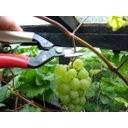 Ver mais imagens de Tesoura Okatsune Curva 301/162mm para Colher Frutas e Vegetais